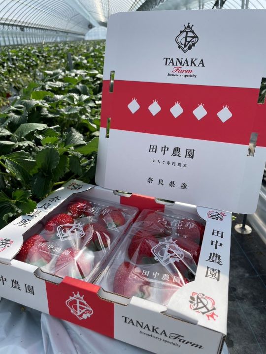 田中農園のイチゴ