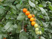 直売向け品種に強いトキタ種苗に聞く、2024年おすすめのトマト品種と販売方法