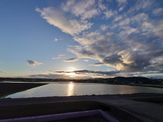 太陽に照らせれる水田の写真