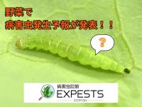 病害虫診断アプリ「エクスペスツ」病害虫発生予報で発表された“野菜で注意すべき害虫”とは！？