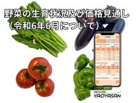 【青果市況情報アプリ「YAOYASAN」】6月も高値が続く野菜が多いので、毎日の価格をチェックしてみては！？