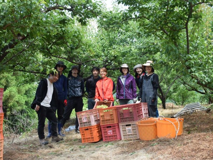 ☆☆関係人口　上野園地　梅作業