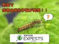 病害虫診断アプリ「エクスペスツ」野菜生産者の皆様！病害虫発生予報が発表されました。