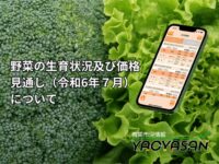青果市況情報アプリ「YAOYASAN」　梅雨入りの遅れが野菜の価格に与える影響は！？青果市況情報アプリ「YAOYASAN」で簡単チェック！