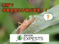 病害虫発生予報で発表された“稲で注意すべき害虫”とは！？【病害虫診断アプリ 「エクスペスツ」】