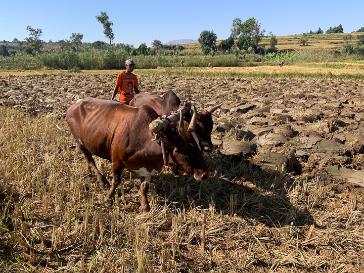 日本の伝統的な稲作技術がマダガスカルを救う⁉︎　リン不足を解決する農法とは