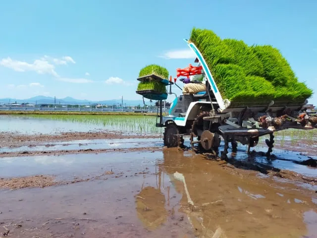 田植え機を使って田んぼに定植している写真