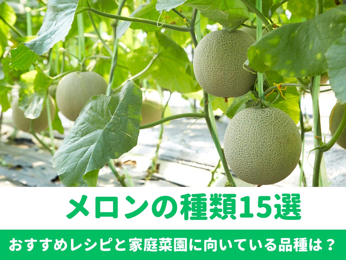 メロンの種類15選！　おすすめレシピと家庭菜園に向いている品種は？