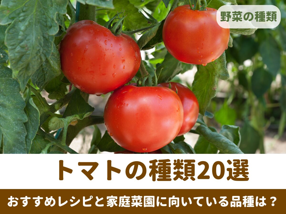 トマトの種類20選！　おすすめレシピと家庭菜園に向いている品種は？