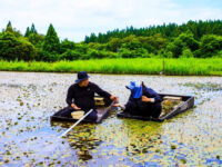 【秋田県三種町・大潟村】米所秋田、じゅんさいの収穫量日本一｜実地研修3回目