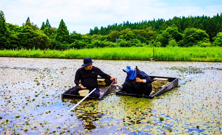 【秋田県三種町・大潟村】米所秋田、じゅんさいの収穫量日本一｜実地研修3回目