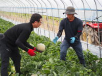 メロン農家になるなら共和町。地域おこし協力隊（農業支援員）を募集中！