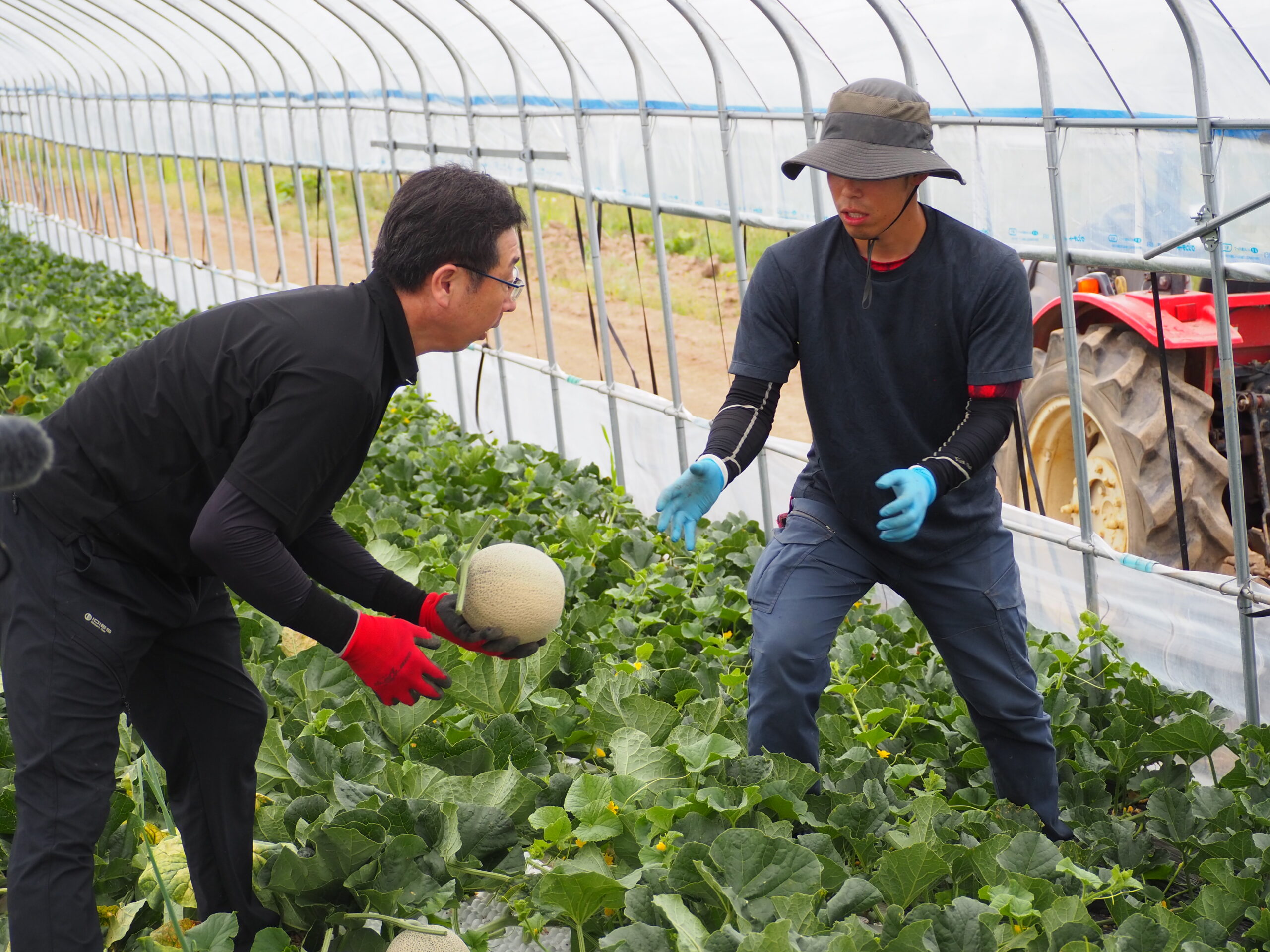 【動画あり】メロン農家になるなら共和町。地域おこし協力隊（農業支援員）を募集中！