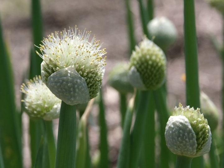 開花したネギ