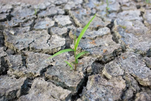 干ばつした農地に生える雑草