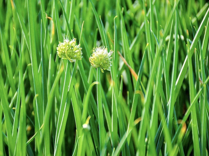 ネギと相性の良いコンパニオンプランツは？ おすすめの野菜や混植してはいけない組み合わせも解説