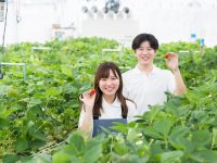 関東でも夏秋イチゴが安定して作れる！？日栄インテックの『スーパーアグリハウス』！