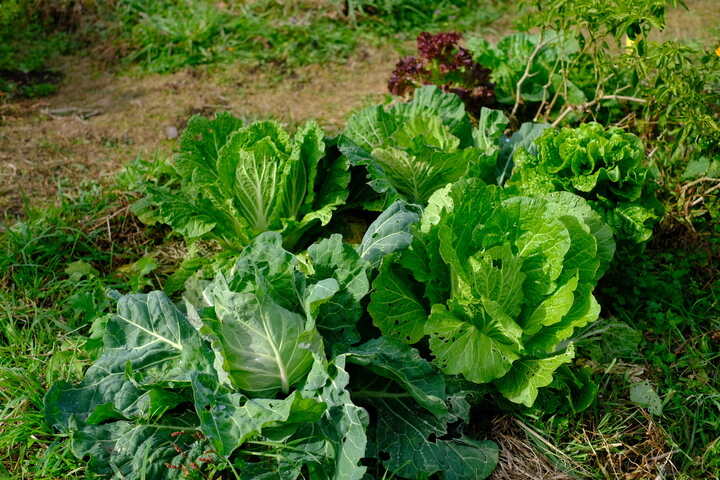 畑の野菜