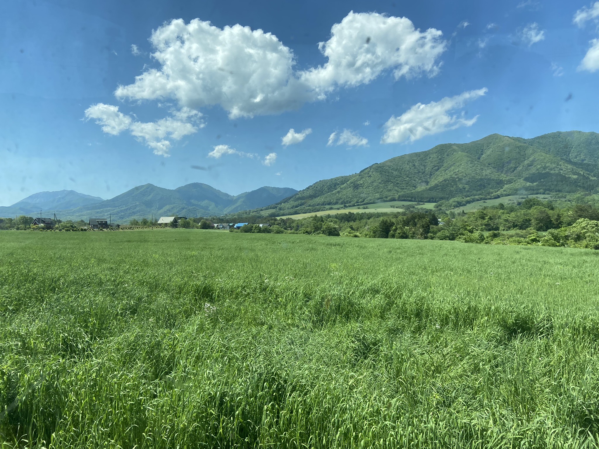 チモシーが育つロールベーラー組合の牧草地