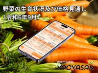 野菜価格高騰の中、にんじん（9月前半）はお買い得の見込みが出ています！ 【青果市況情報アプリ「YAOYASAN」】