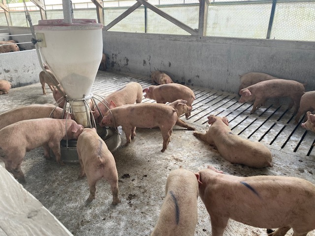 飼料高騰時代の救世主？肉質向上＆コスト削減＆臭い対策＆地域貢献の一石四鳥を実現した「笹サイレージ」とは