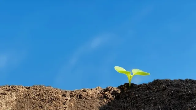 青空の畑で育った苗