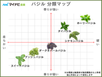 バジルの種類6選を分類マップで分かりやすく解説【2024年】