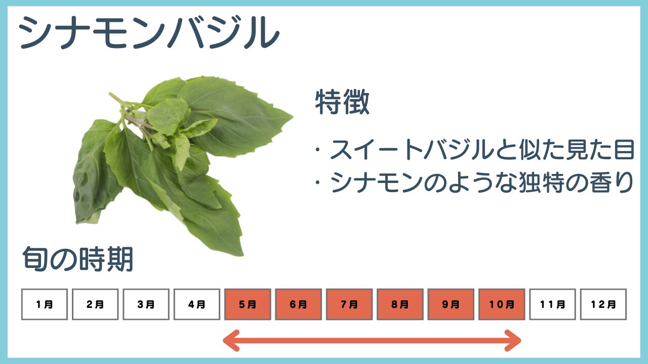 シナモンバジルの特徴と旬の時期