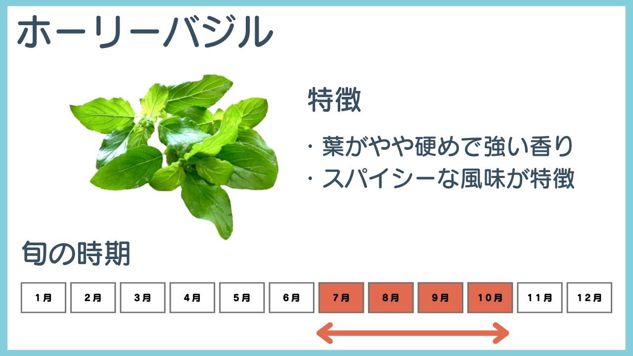 ホーリーバジルの特徴と旬の時期