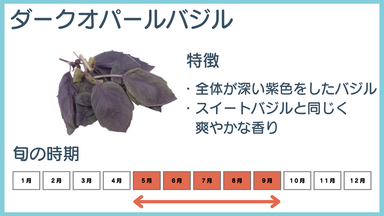 ダークオパールバジルの特徴と旬の時期