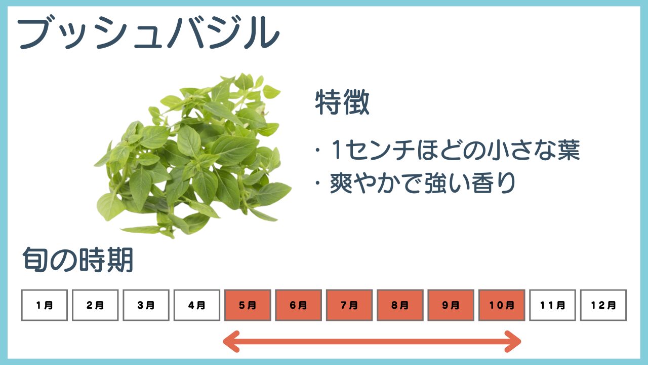 ブッシュバジルの特徴と旬の時期