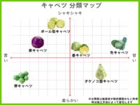 キャベツの種類6選を分類マップで分かりやすく解説【2024年】