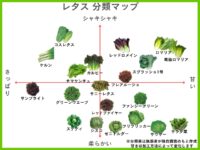 レタスの種類20選を分類マップで分かりやすく解説【2024年】