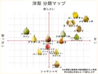 洋梨の種類14選を分類マップで分かりやすく解説【2024年】