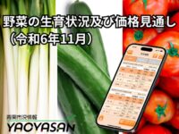 産地の切り替わりにより、高騰していた野菜の価格はどうなるか！？ 【青果市況情報アプリ「YAOYASAN」】