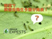 病害虫発生予報で発表された“野菜で注意すべき害虫”とは！？【病害虫診断アプリ 「エクスペスツ」】