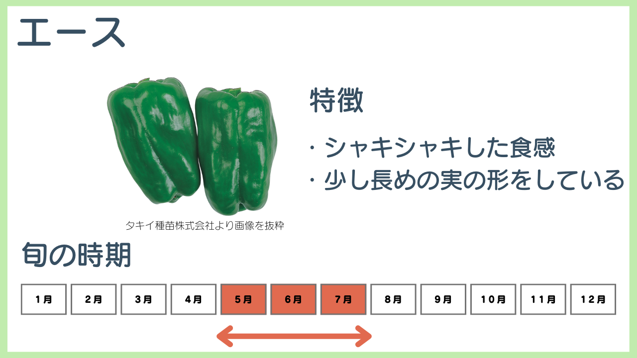 エースの特徴と旬の時期