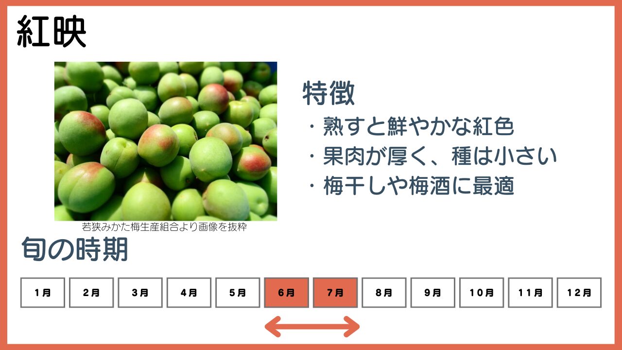 紅映の特徴と旬の時期