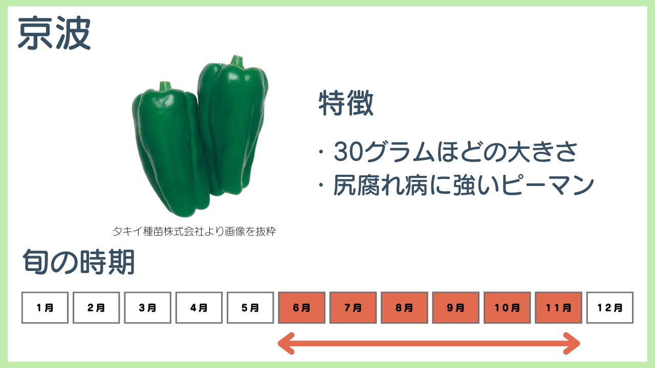 京波の特徴と旬の時期