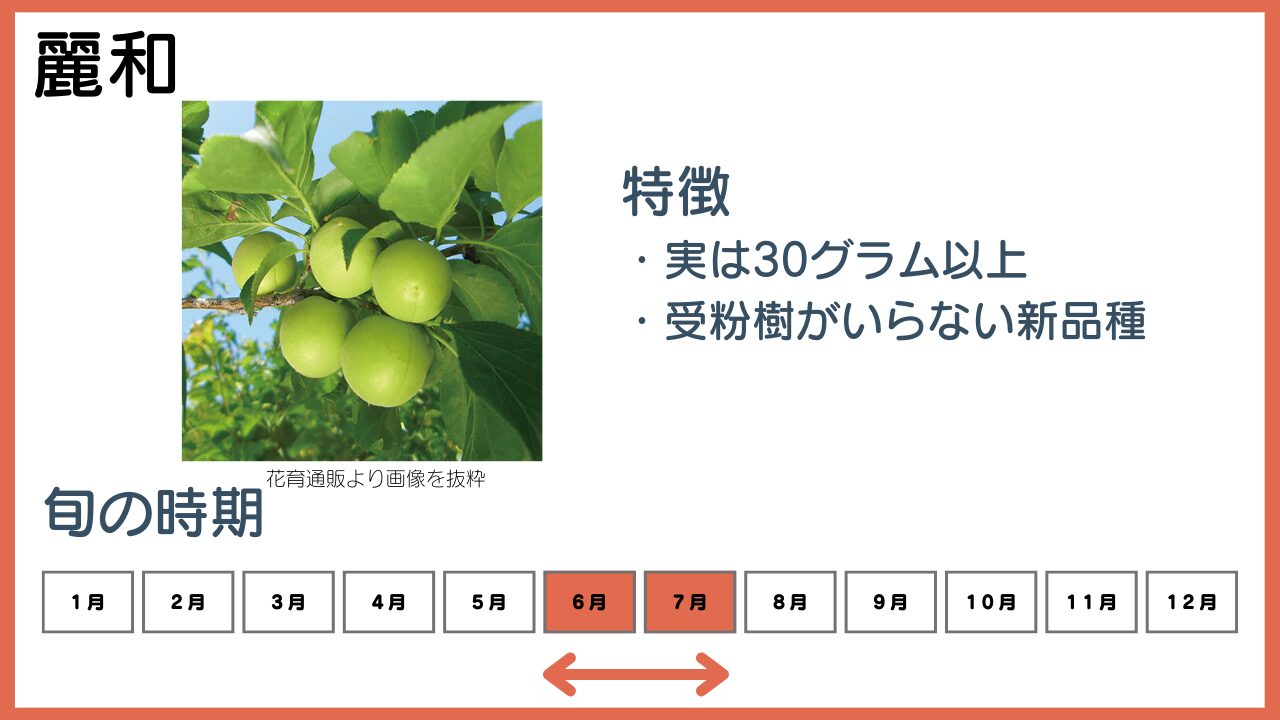 麗和の特徴と旬の時期