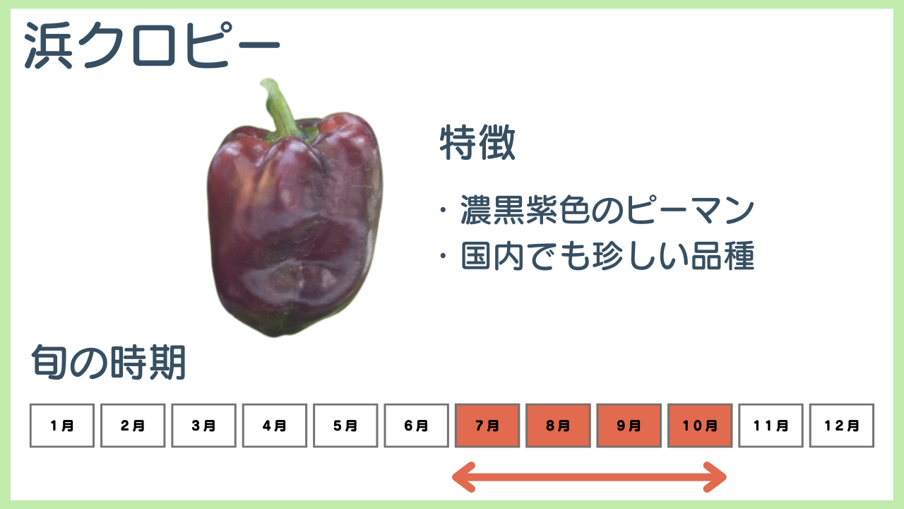 浜クロピーの特徴と旬の時期