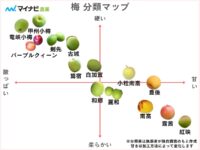 梅の種類14選を分類マップで分かりやすく解説【2024年】