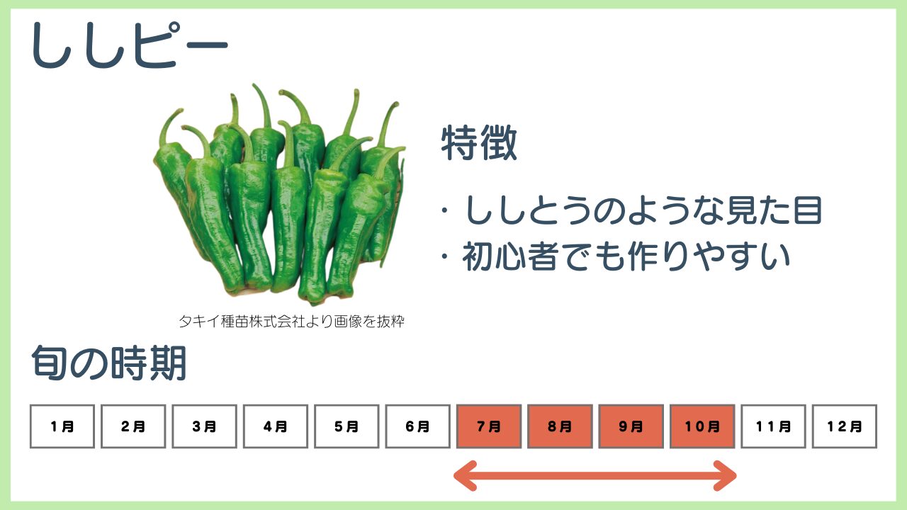 ししピーの特徴と旬の時期