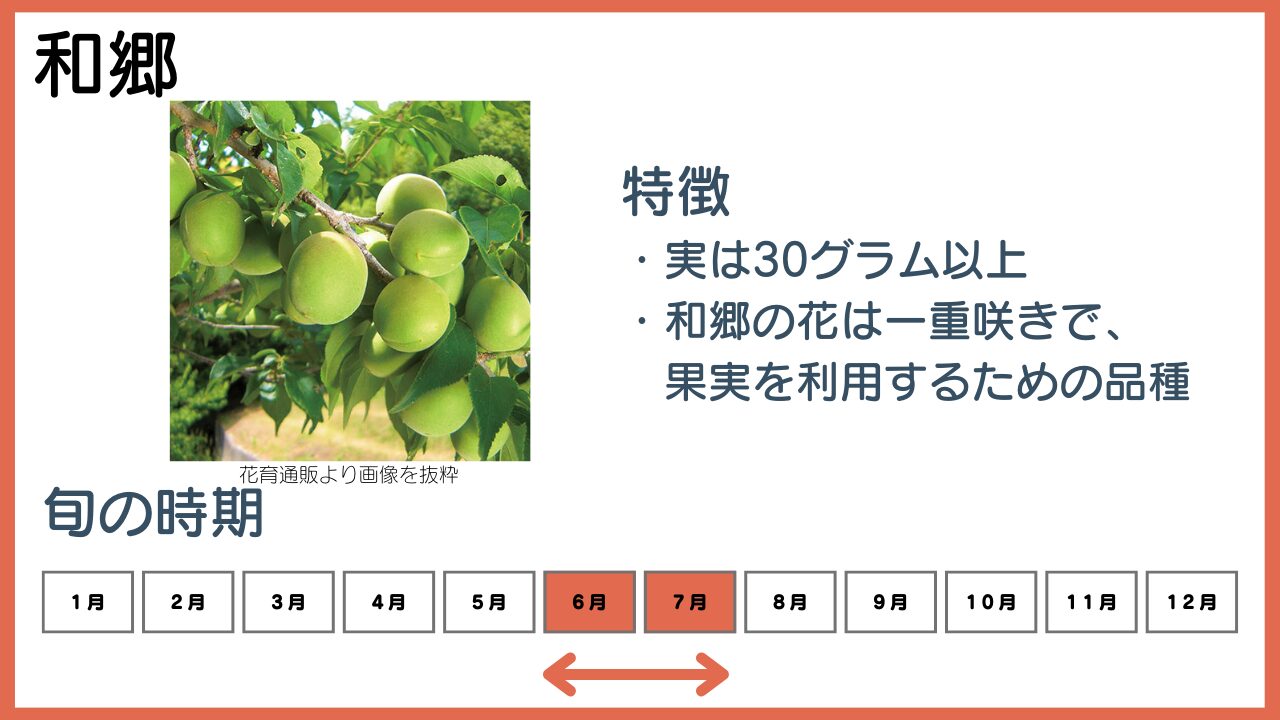 和郷の特徴と旬の時期