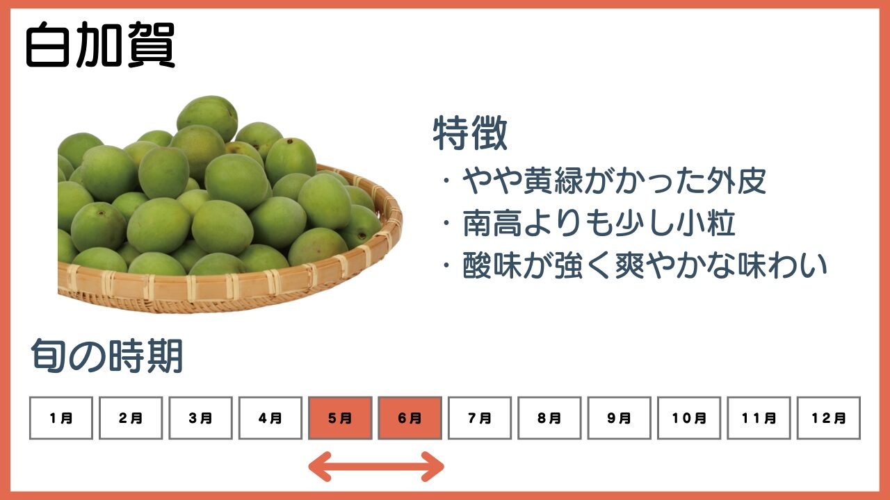 白加賀の特徴と旬の時期