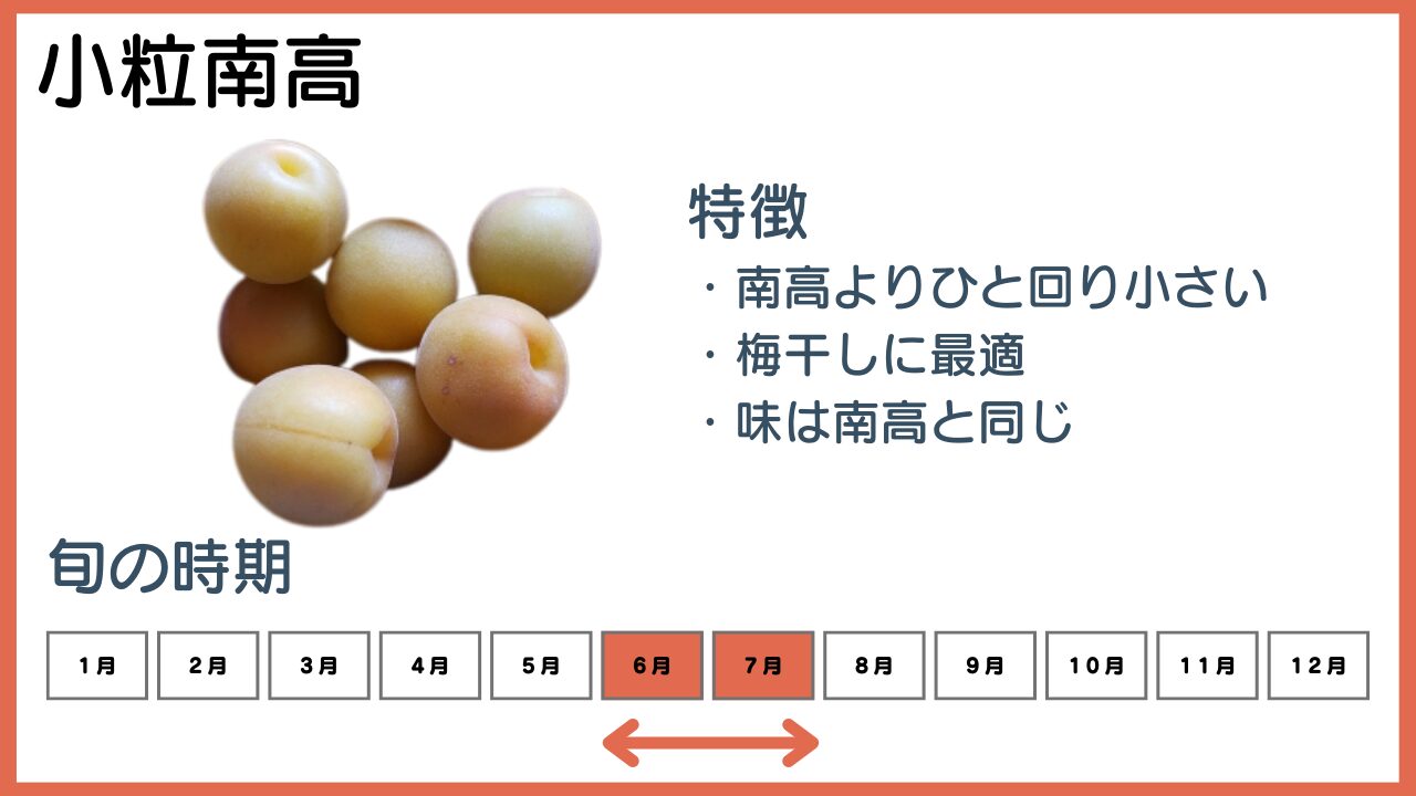 小粒南高の特徴と旬の時期