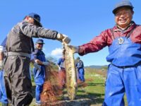 福島・楢葉に婚姻色のサケ 旧避難区域の木戸川