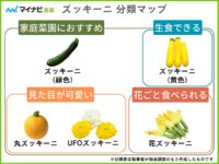 ズッキーニの種類と品種を図解付きで分かりやすく解説【家庭菜園】