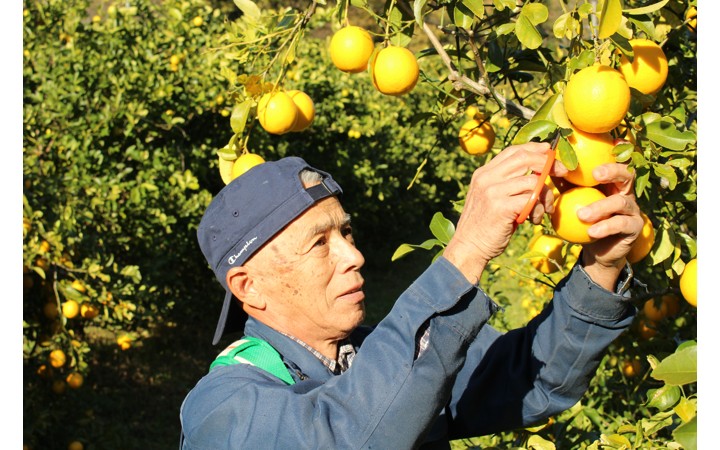 「マイヤーレモン」はいかが？ 神奈川・小田原で収穫期