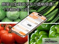 生育は回復してきているものの…野菜の価格高騰は続く見通し【青果市況情報アプリ「YAOYASAN」】